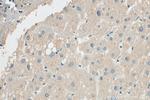 GRB10 Antibody in Immunohistochemistry (Paraffin) (IHC (P))