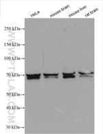 GRB10 Antibody in Western Blot (WB)