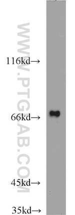 GRB10 Antibody in Western Blot (WB)