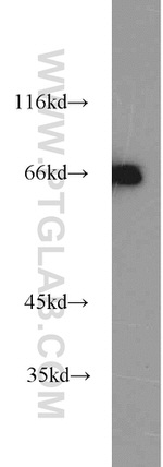 GRB10 Antibody in Western Blot (WB)