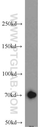 GRB10 Antibody in Western Blot (WB)