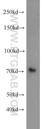 GRB10 Antibody in Western Blot (WB)