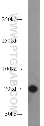 GRB10 Antibody in Western Blot (WB)