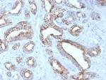 AMACR/p504S Antibody in Immunohistochemistry (Paraffin) (IHC (P))