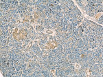 NPS Antibody in Immunohistochemistry (Paraffin) (IHC (P))