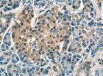 NPS Antibody in Immunohistochemistry (Paraffin) (IHC (P))