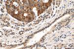 NPS Antibody in Immunohistochemistry (Paraffin) (IHC (P))