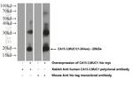 MUC1/CA15-3 Antibody in Western Blot (WB)