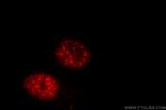 P15RS Antibody in Immunocytochemistry (ICC/IF)