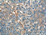 IL-19 Antibody in Immunohistochemistry (Paraffin) (IHC (P))