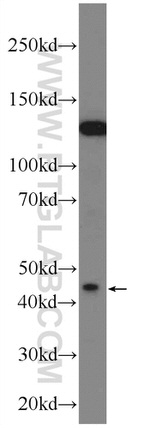 KCNK18 Antibody in Western Blot (WB)