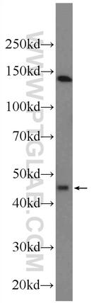 KCNK18 Antibody in Western Blot (WB)