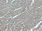 AIDA Antibody in Immunohistochemistry (Paraffin) (IHC (P))