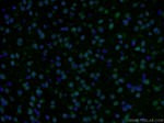 RSK2 Antibody in Immunohistochemistry (PFA fixed) (IHC (PFA))