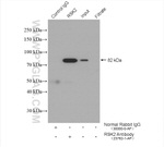 RSK2 Antibody in Immunoprecipitation (IP)