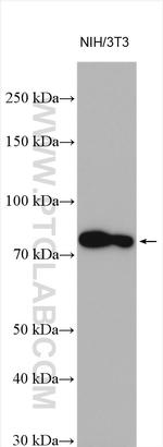 RSK2 Antibody in Western Blot (WB)