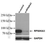 RSK2 Antibody in Western Blot (WB)