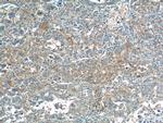 ANGPTL8/Betatrophin Antibody in Immunohistochemistry (Paraffin) (IHC (P))