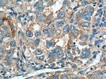 ANGPTL8/Betatrophin Antibody in Immunohistochemistry (Paraffin) (IHC (P))