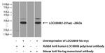 ANGPTL8/Betatrophin Antibody in Western Blot (WB)