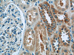 LYRM7 Antibody in Immunohistochemistry (Paraffin) (IHC (P))