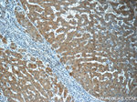 LYRM7 Antibody in Immunohistochemistry (Paraffin) (IHC (P))