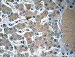 LYRM7 Antibody in Immunohistochemistry (Paraffin) (IHC (P))