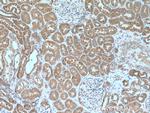 IER2 Antibody in Immunohistochemistry (Paraffin) (IHC (P))