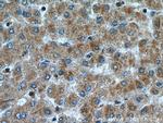 IER2 Antibody in Immunohistochemistry (Paraffin) (IHC (P))