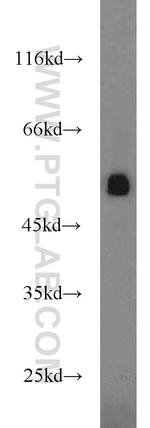 GPR83 Antibody in Western Blot (WB)