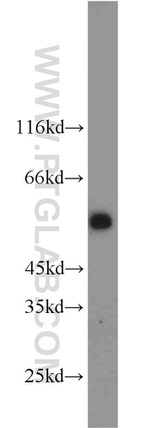 GPR83 Antibody in Western Blot (WB)