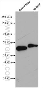 Alpha Internexin Antibody in Western Blot (WB)