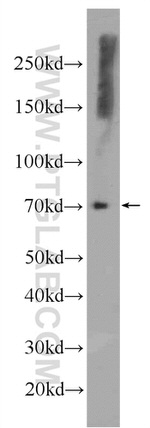 ODF2L Antibody in Western Blot (WB)