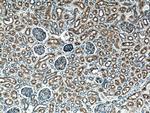 MME/CD10 Antibody in Immunohistochemistry (Paraffin) (IHC (P))