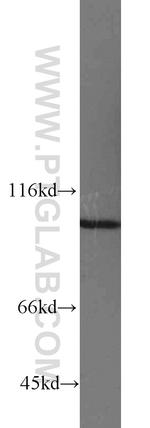 MYO19 Antibody in Western Blot (WB)