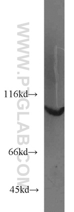 MYO19 Antibody in Western Blot (WB)