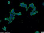 FAM158A Antibody in Immunocytochemistry (ICC/IF)