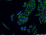 SOX7 Antibody in Immunocytochemistry (ICC/IF)