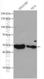 SOX7 Antibody in Western Blot (WB)