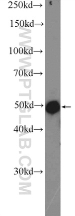 SOX7 Antibody in Western Blot (WB)