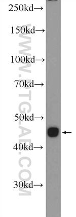 SOX7 Antibody in Western Blot (WB)