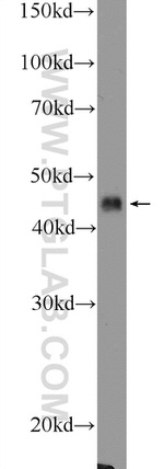 SOX7 Antibody in Western Blot (WB)