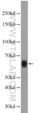 BCL3 Antibody in Western Blot (WB)