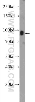 STRN3 Antibody in Western Blot (WB)