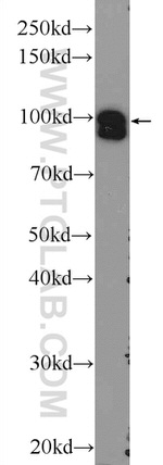 STRN3 Antibody in Western Blot (WB)