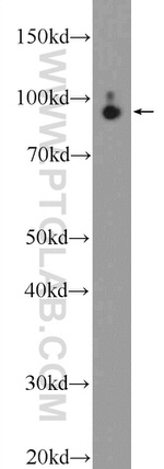 STRN3 Antibody in Western Blot (WB)