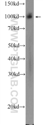 STRN3 Antibody in Western Blot (WB)