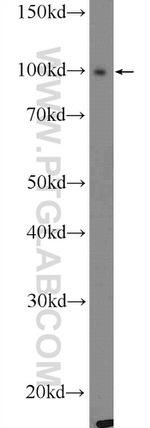 STRN3 Antibody in Western Blot (WB)