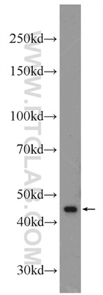 XKR6 Antibody in Western Blot (WB)