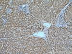 Angiotensinogen Antibody in Immunohistochemistry (Paraffin) (IHC (P))